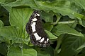 Neptis saclava South Africa