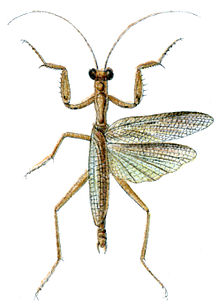 Nesogalepsus madagascariens.jpg