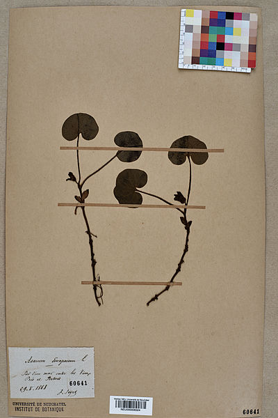 File:Neuchâtel Herbarium - Asarum europaeum - NEU000008324.jpg