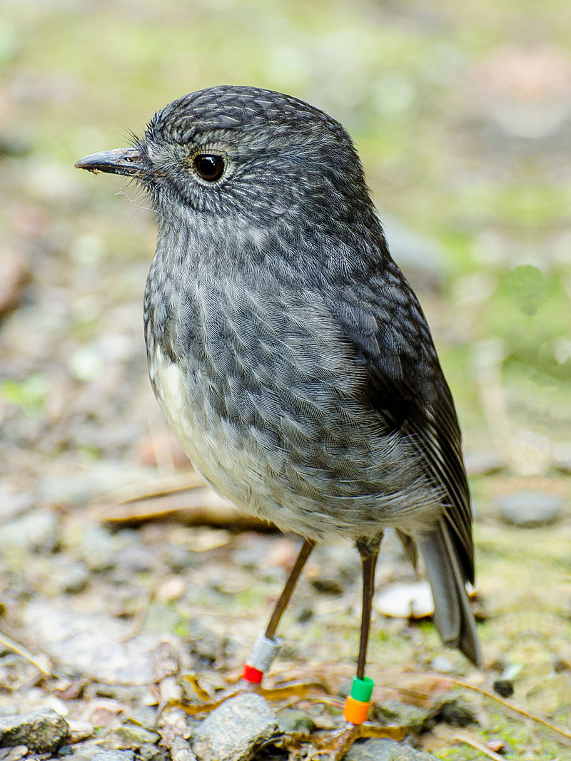 Australasian robin - Wikipedia