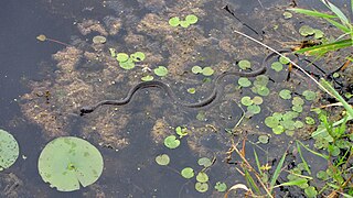 Une couleuvre d'eau, dans l'Ontario.