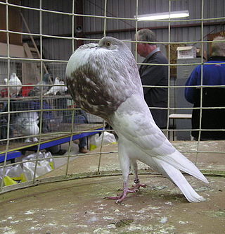 <span class="mw-page-title-main">Norwich Cropper</span> Breed of pigeon