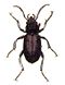 Notiophilus.aquaticus.-.calwer.01.11.jpg