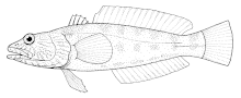 Notothenia angustata (chef maori).gif