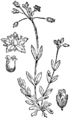 Vrhólika. (Holósteum umbellátum.) Illustration #158 in: Martin Cilenšek: Naše škodljive rastline, Celovec (1892)