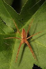 Nursery Web Spider - Pisaurina mira, Julie Metz Wetlands, Woodbridge, Virjiniya - 15621919300.jpg