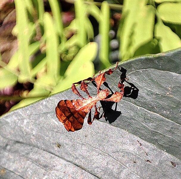 File:Nymph leaf insect.jpg