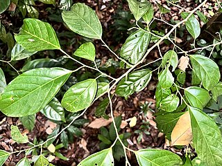 <i>Ochanostachys</i> Genus of flowering plants