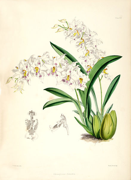 File:Odontoglossum crispum (as Odontoglossum alexandrae) - pl. 14 - Bateman, Monogr.Odont.jpg