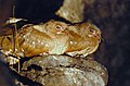 Guacharo des cavernes (Steatornis caripensis)