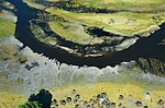 Miniatiūra antraštei: Okavango delta