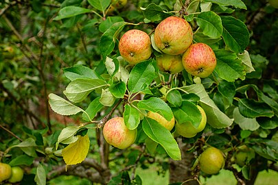 Old apple tree next to Myrstigen