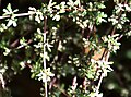 Olearia bullata