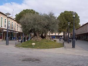 Resultado de imagen de plaza españa daimiel