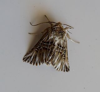 <i>Omphalophana serrata</i> Species of moth