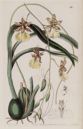 Gravura de Oncidium graminifolium (1841)