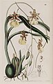 Oncidium graminifolium (as syn. Cyrtochilum filipes) plate 59 in: Edwards's Bot. Register (Orchidaceae), vol. 27, (1841)