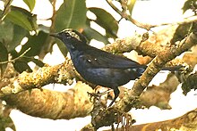 Opal-crowned tanager at Sacha Lodge, Ecuador Opal-crowned Tanager.jpg