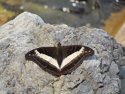 Dorsal view