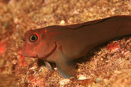 Fish again. Рыба Blenny. Морская собака. Обыкновенная морская собачка. Рыбка собачка.