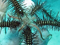 File:Ophiomastix caryophyllata - Lizard Island 02.jpeg (Category:Echinoderms of Queensland)