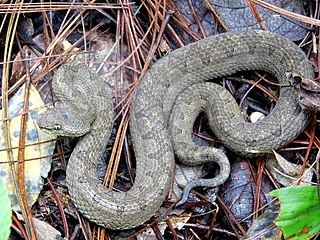 <i>Ophryacus</i> Genus of snakes