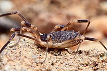 Opiliones, Eupnoi, Metopilio Group, Dalquestia rugosa, female (4289238813).jpg