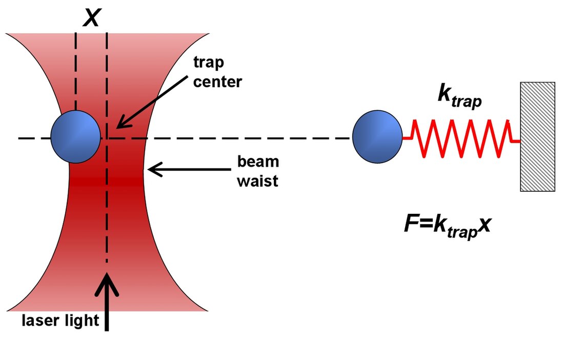 File:Optical Trap As a Spring.jpg