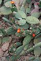 Opuntia macbridei01.jpg