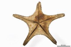 File:Oreaster australis - AST-000041 hab-ven.tif (Category:Echinodermata in the Natural History Museum of Denmark)