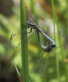 <i>Orthetrum hintzi</i>