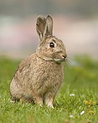 Lapin Oryctolagus cuniculus (Lagomorpha)