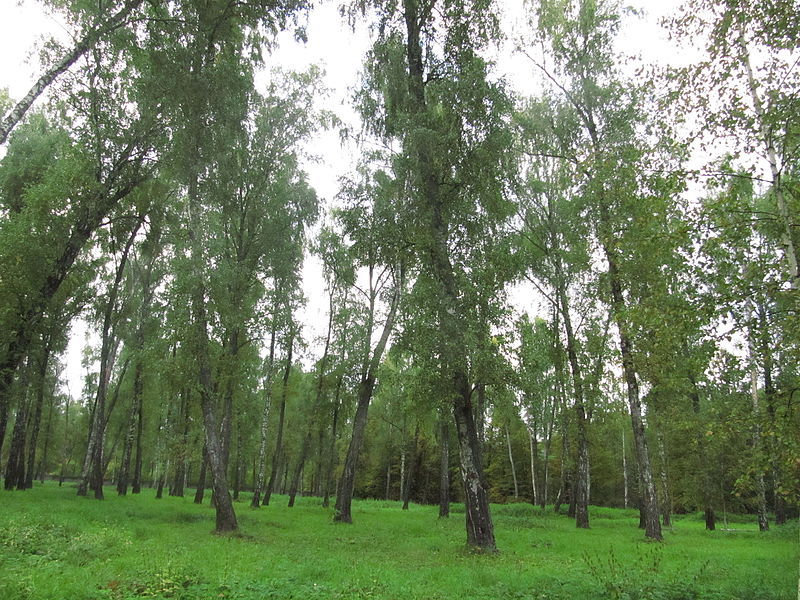 File:Ostafyevo Birch grove.JPG