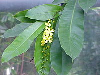 Campylospermum schoenleinianum