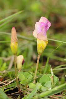 <i>Oxalis obliquifolia</i> Species of flowering plant