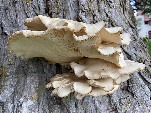 Oyster mushroom Ottawa Ontario