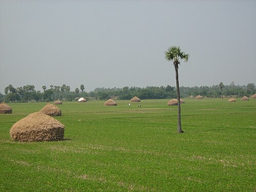 Paddy fields in Medak