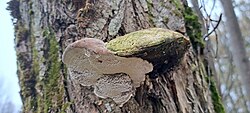 Pajutagel Trametes suaveolens