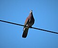 Pale-vented Pidgeon. Columba cayennensis - Flickr - gailhampshire.jpg