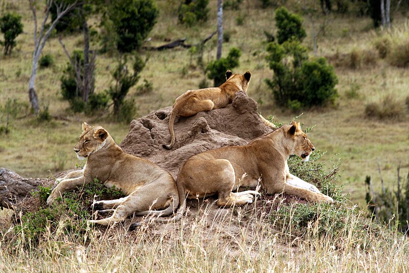 File:Panthera leo 2011-07-14 16-23-11 30D (14250427097).jpg