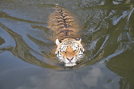 Tập_tin:Panthera_tigris_altaica_(27.08.2012).JPG