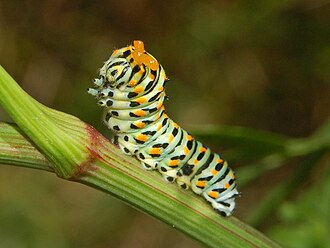 Aposematic caterpillar of Papilio machaon, in threat pose Papilionidae - Papilio machaon-2.JPG