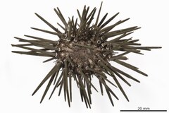 File:Parasalenia gratiosa boninensis - ECH-000480 hab-dor.tif (Category:Echinodermata in the Natural History Museum of Denmark)