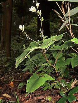 ショウナイオオカニコウモリ Wikipedia