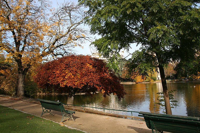 File:Parc Montsouris Weeping Beech.jpg