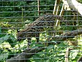 Parc des félins - Leopardus tigrinus.JPG