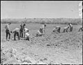 Parker, Arizona. Parker High School students start a test planting of guayule on the Colorado River . . . - NARA - 536252.jpg