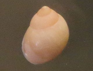 <i>Partula turgida</i> Species of gastropod