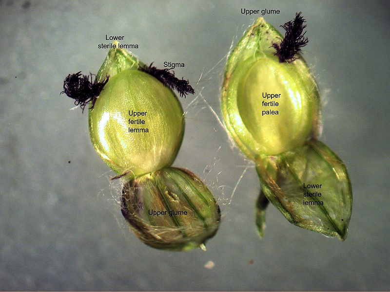 File:Paspalum urvillei spikelet3 annotated (7391787304).jpg