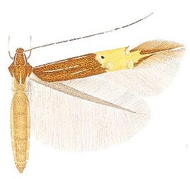 Cosmopterix tetragramma